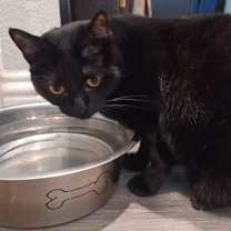 Thumbnail photo of Birdie #2