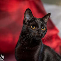 Thumbnail photo of Birdie #3