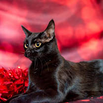 Thumbnail photo of Birdie #4