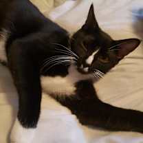 Thumbnail photo of Linus #1
