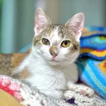 Thumbnail photo of Tabitha Twitchit #1