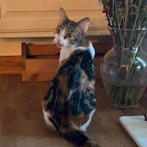 Thumbnail photo of Torrey #1