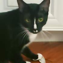 Thumbnail photo of Linus #2