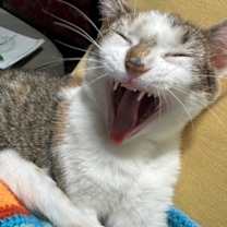 Thumbnail photo of Tabitha Twitchit #2