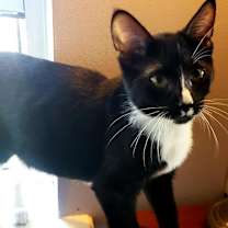 Thumbnail photo of Linus #3