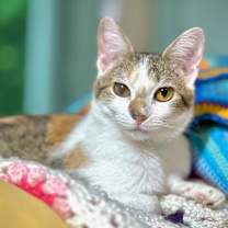 Thumbnail photo of Tabitha Twitchit #3