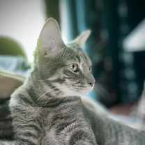 Thumbnail photo of Benjamin Bunny #2