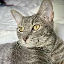 Thumbnail photo of Benjamin Bunny #3