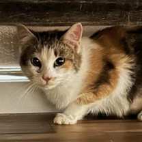 Thumbnail photo of Persimmon (fka Angel) #1