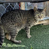 Thumbnail photo of Mystery #1