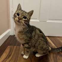 Thumbnail photo of Mulberry (fka Tiger) #2