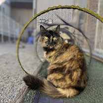 Thumbnail photo of Isis aka Fluffy #1