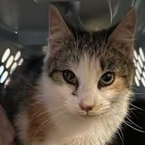 Thumbnail photo of Persimmon (fka Angel) #2