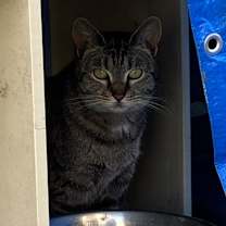 Thumbnail photo of Mystery #2