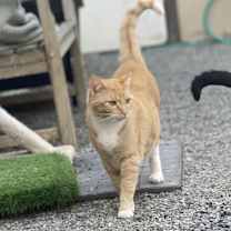 Thumbnail photo of Hera #2