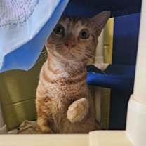 Thumbnail photo of Lace #2