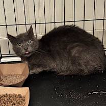 Thumbnail photo of Popsicle (FKA Bella) #1