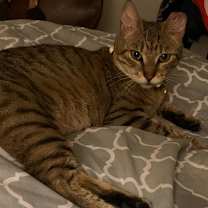 Thumbnail photo of Nia #4