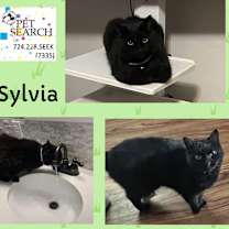 Thumbnail photo of Silvia #1