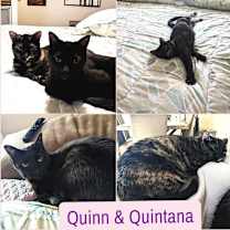 Thumbnail photo of QUINTANA #1