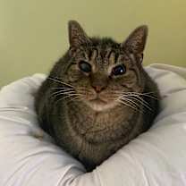 Thumbnail photo of Teddy #1