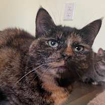 Thumbnail photo of Shimmer Mama 2021 #1