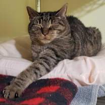 Thumbnail photo of Teddy #2