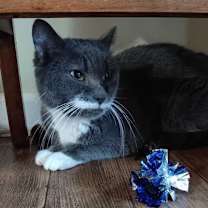 Thumbnail photo of Salvadora #2