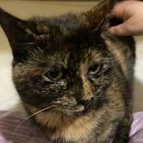 Thumbnail photo of Shimmer Mama 2021 #3