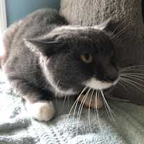 Thumbnail photo of Salvadora #4