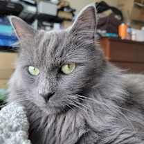 Thumbnail photo of Finn #1