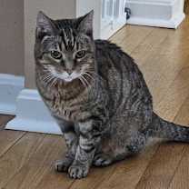 Thumbnail photo of Patty #1