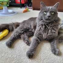 Thumbnail photo of Finn #4