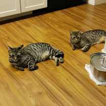 Thumbnail photo of Phuzzy #2