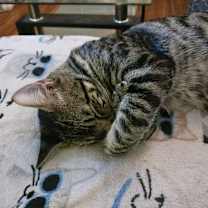 Thumbnail photo of Phuzzy #3