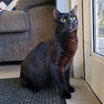 Thumbnail photo of Cassidy #1