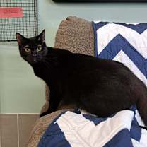 Thumbnail photo of Cassidy #3