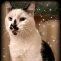 Thumbnail photo of Purrito #1