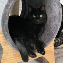 Thumbnail photo of Purrsnickity #1