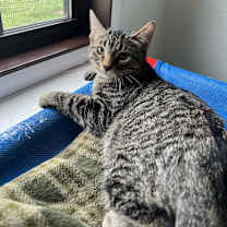 adopt-pet