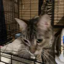 Thumbnail photo of Clover #1