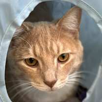 adopt-pet