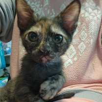 Thumbnail photo of Sweet Pea #1