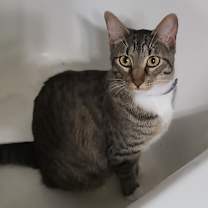 Thumbnail photo of Bailey  #1