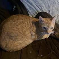 Thumbnail photo of Speedy #1