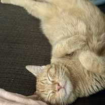 Thumbnail photo of Nemo #2