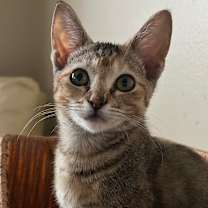 Thumbnail photo of Tori #1