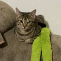Thumbnail photo of Petunia #1