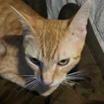 Thumbnail photo of Speedy #2