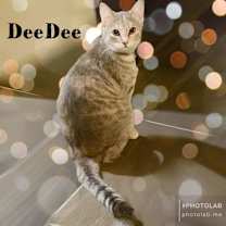 Thumbnail photo of Dee Dee #1